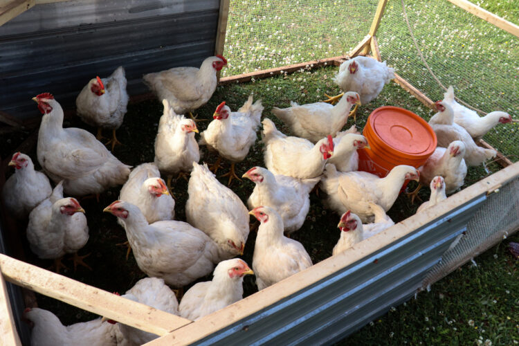 Hybrid and Heritage Chicken Breeds for Meat